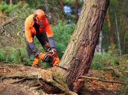 How Our Tree Care Process Works  in  Sanford, ME