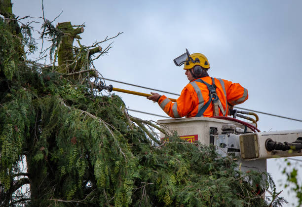 Sanford, ME Tree Care Company